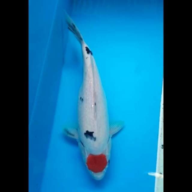 TANCHO SANKE PUNUK 32 Cm