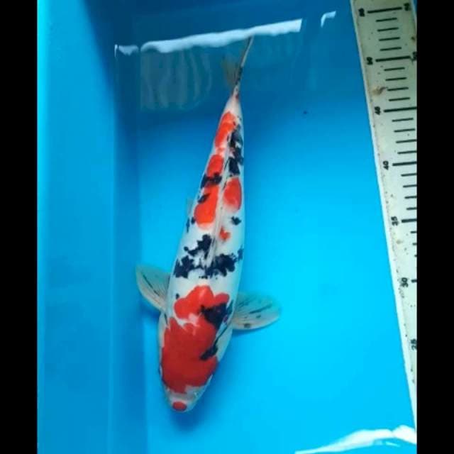 SANKE DOITSU JANTAN ARAGOKE PUNUK 32 Cm