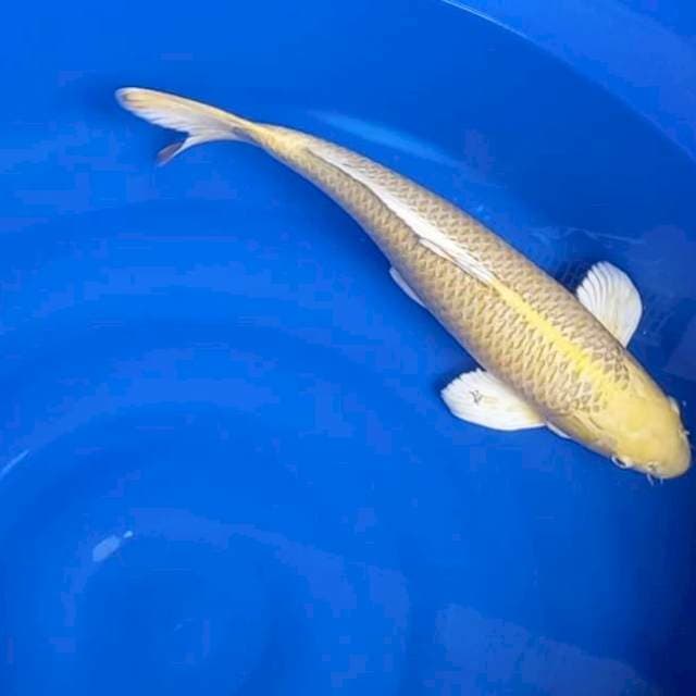 Yamabuki ogon marusei farm male 52cm