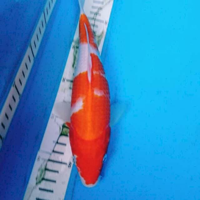 Kohaku
