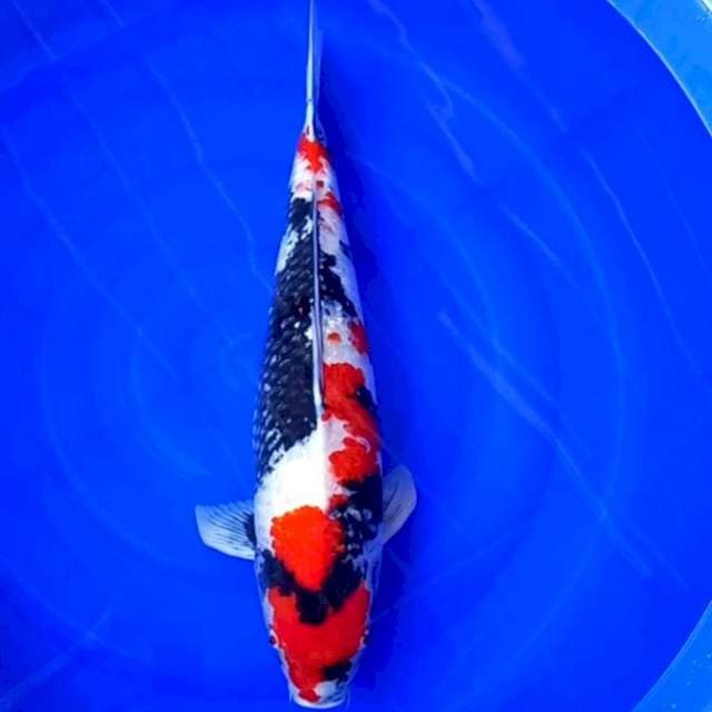 Showa impor ogata male 73cm