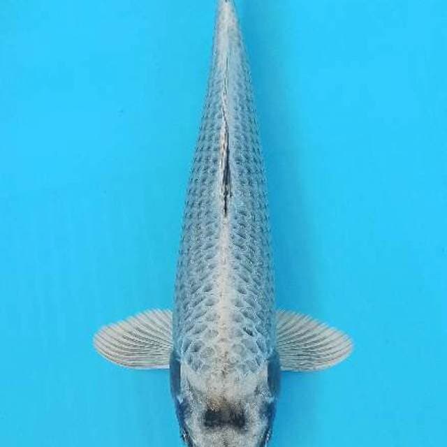 Jumbo tosai mukashi ogon 41cm