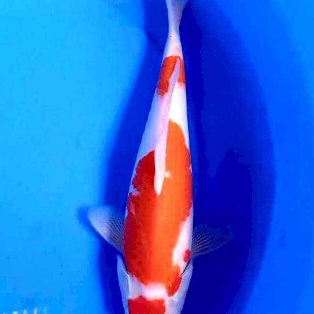 Maruten kohaku 32 cm