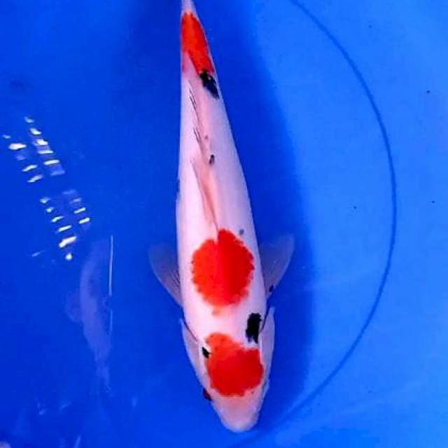 Maruten Sanke 35 cm