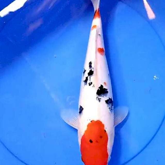 Sanke 36 cm