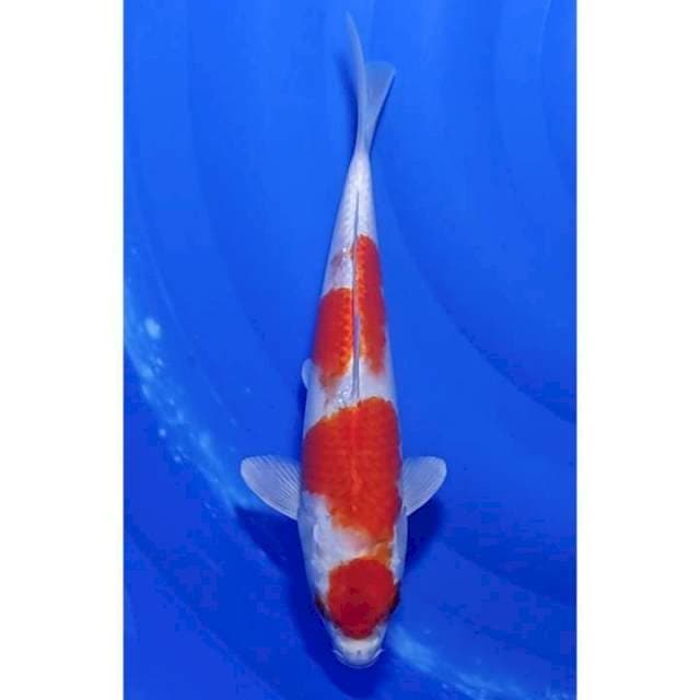 Sakura Ogon (Kohaku Hikari) 29cm (F)