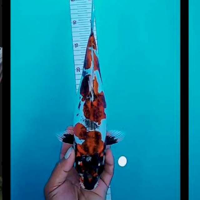 Kikuryu ndah 31cm