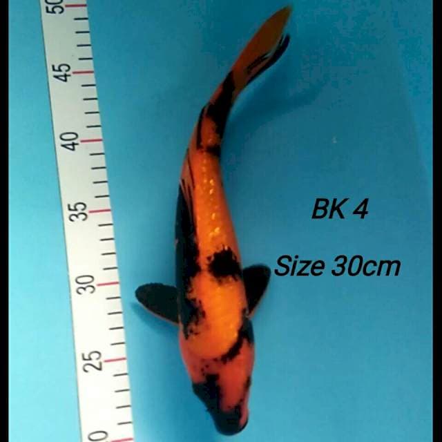 HIUTSURI GINRIN 30cm