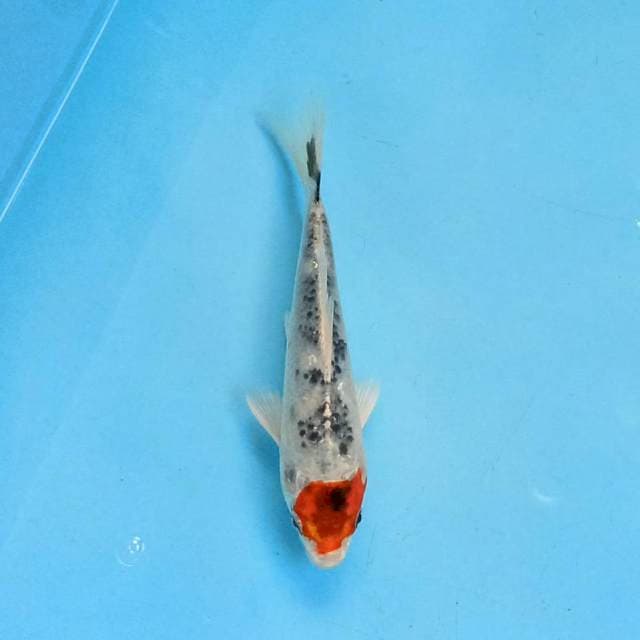 Tancho Showa 17 cm