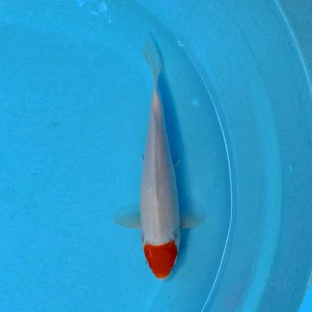 Tancho 22 cm