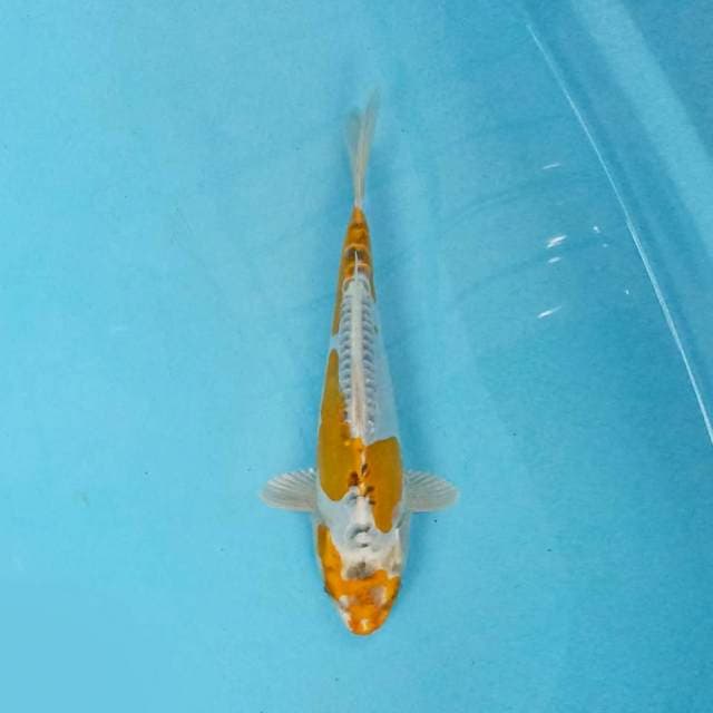 Hariwake doitsu 29 cm