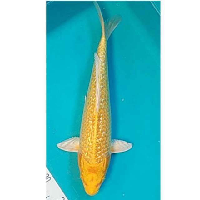 Ogon Ginrin 34cm