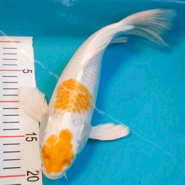 Kumpay Hariwake 34cm
