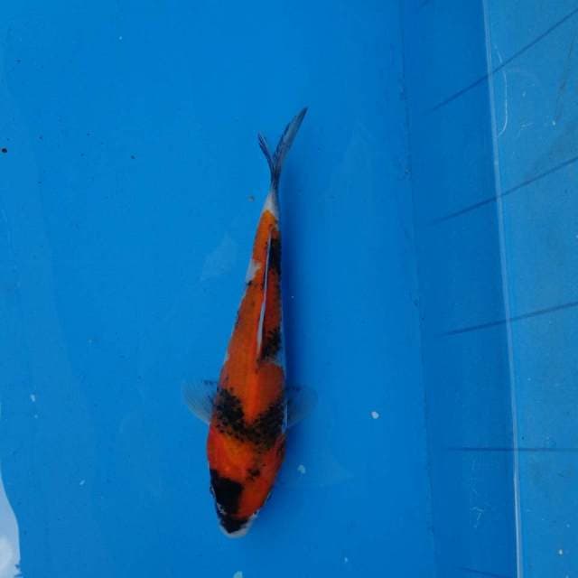 Showa