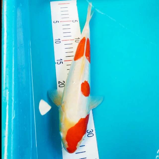 Kohaku doits 32cm