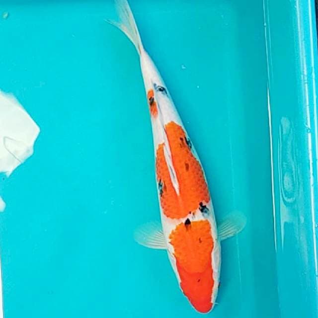 Sanke Punuk 36cm