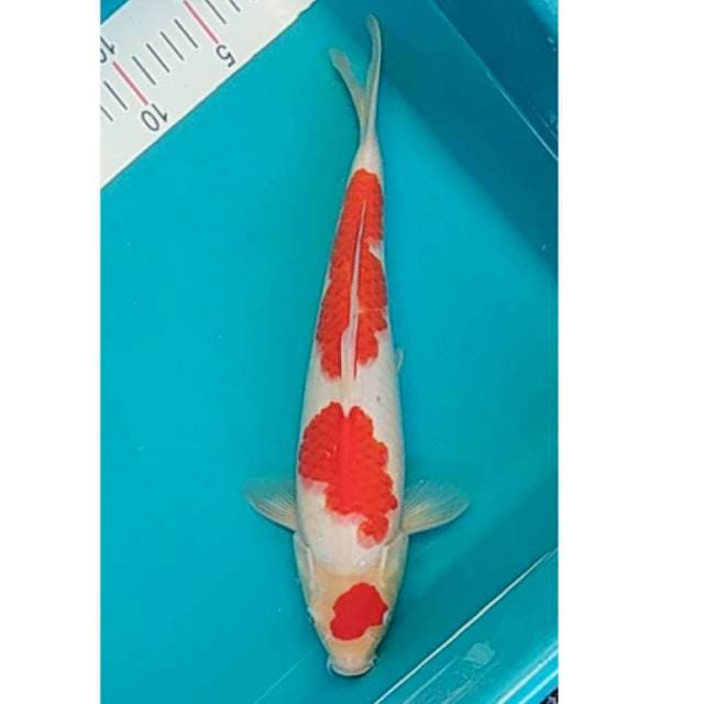 Kohaku Maruten 34cm