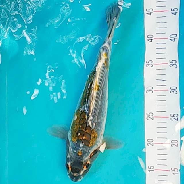 Kiko Bulky Punuk 35cm