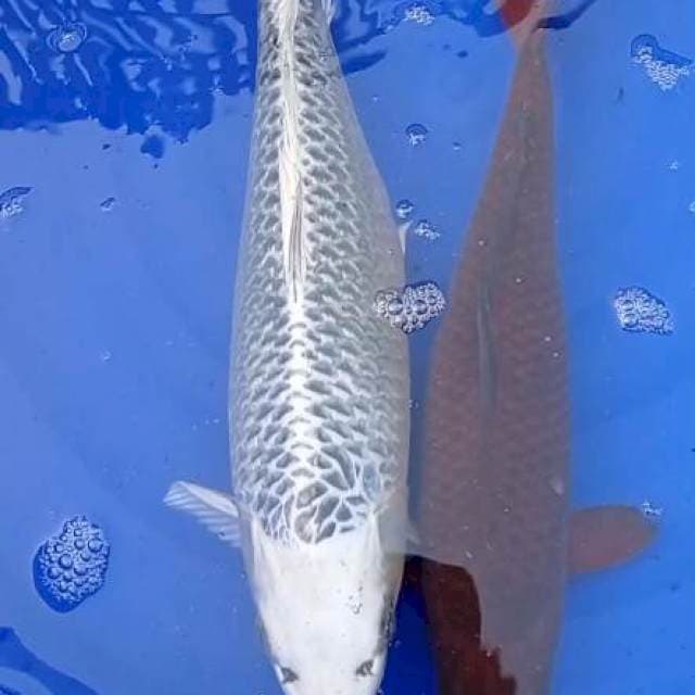 Mix indukan jumbo 40&48 cm