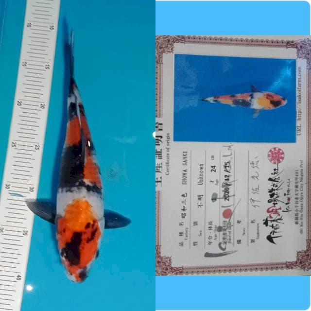 Showa isa 30 cm