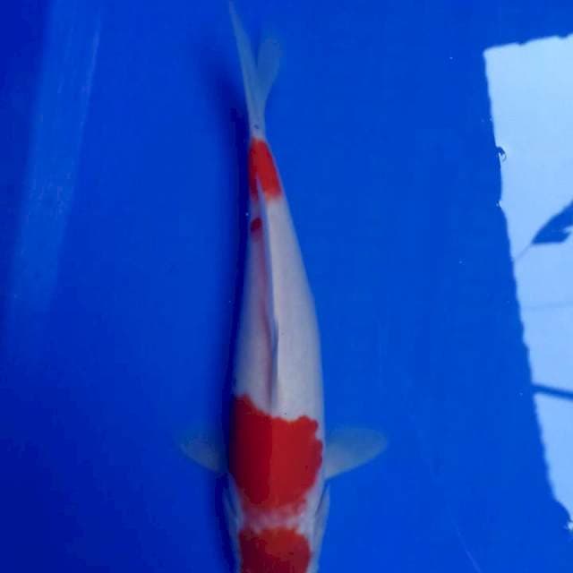 Maruten Kohaku 27cm Ori ( Stronk )
