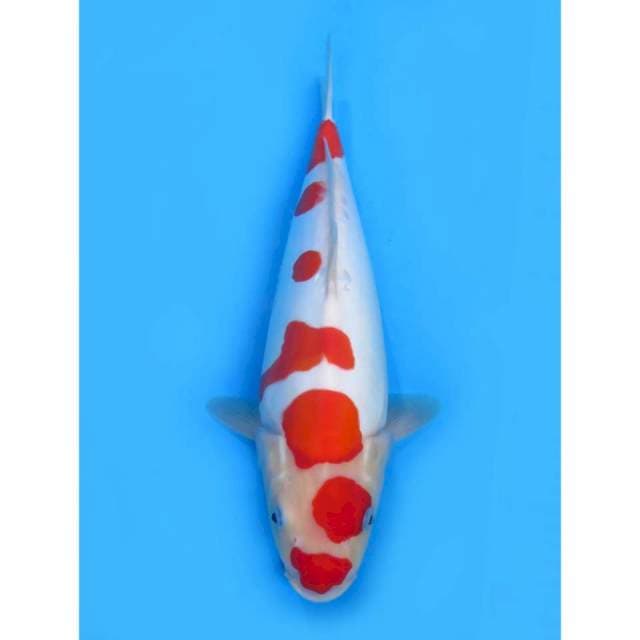Kohaku Doitsu Murni - 38cm