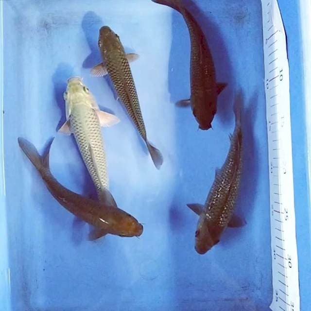 Soragoi mix ginrin 18-22cm