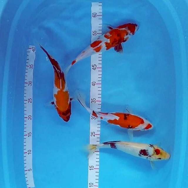 Mix 25-28cm