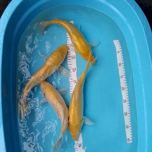 Karashi ginrin 33-36cm