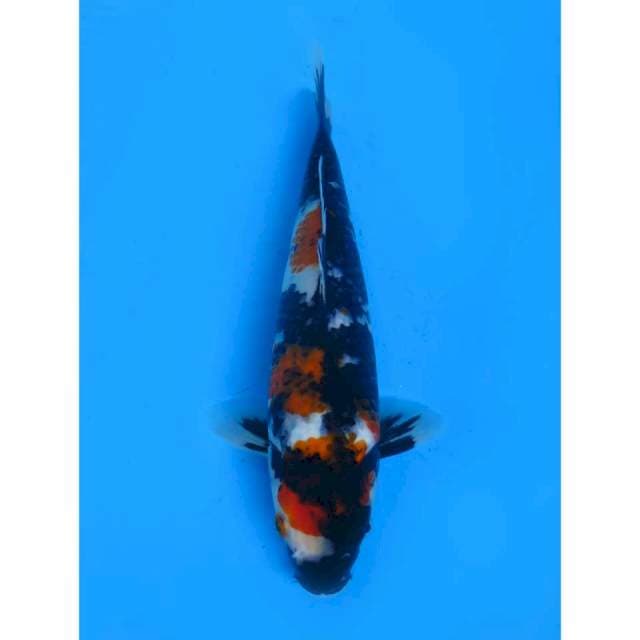 Showa mutogoro - 27cm