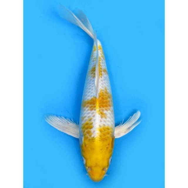 Kumpay Hariwake - 30cm