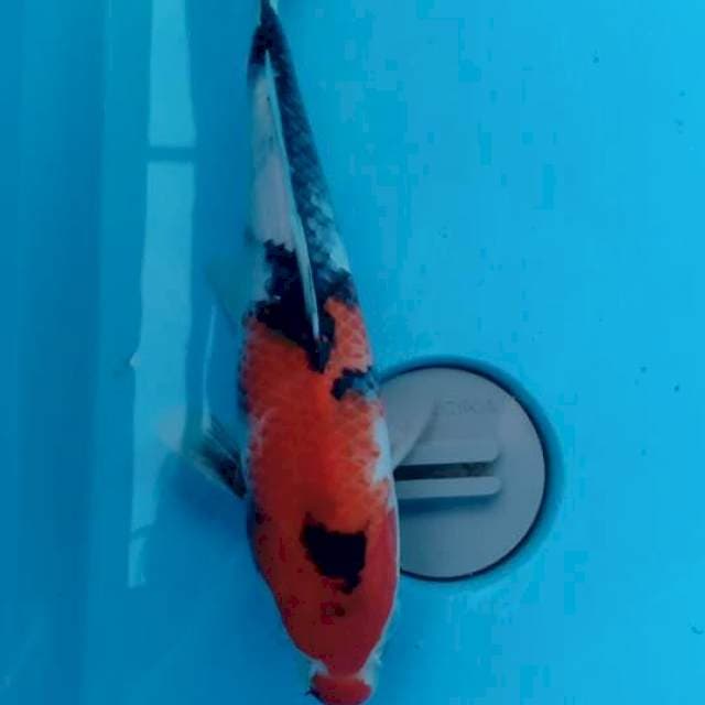 Showa 27cm