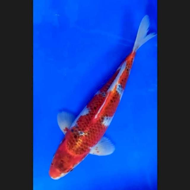 1. Goshiki Inazuma 32 cm || Jantan