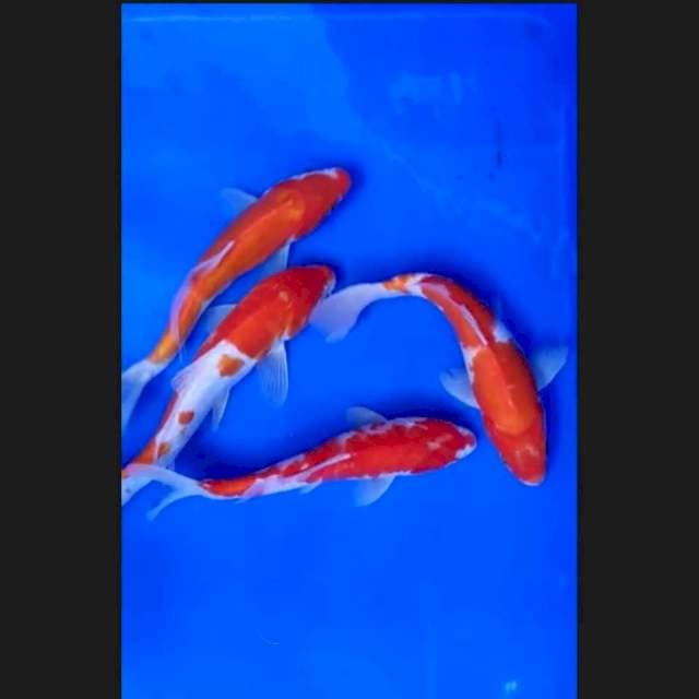 7. Kohaku sisik & Kohaku doit 4 ekor || 22-24 cm