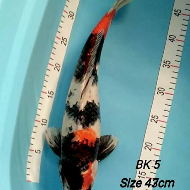 Showa jumbo 43cm