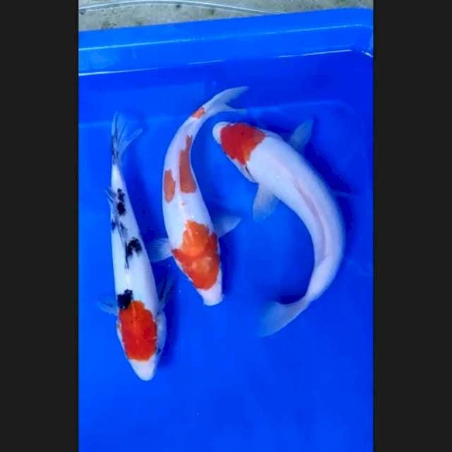 11. Tancho Kohaku, Tancho Sanke, Doitsu || 24-27 cm