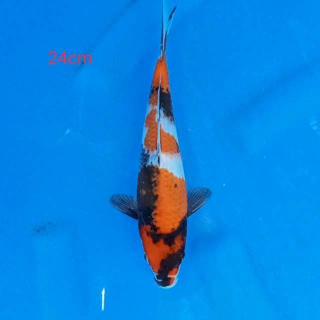 SHOWA SANSHOKU