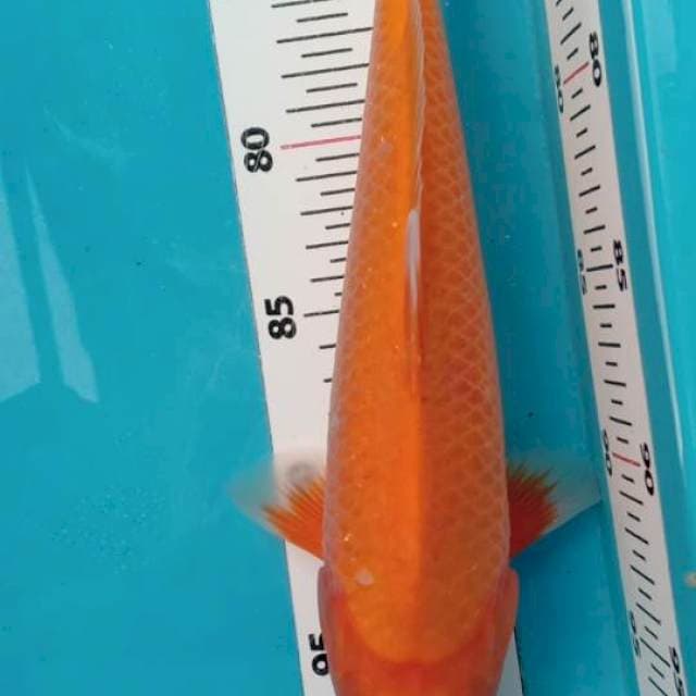 Aka Hajiro 30 cm