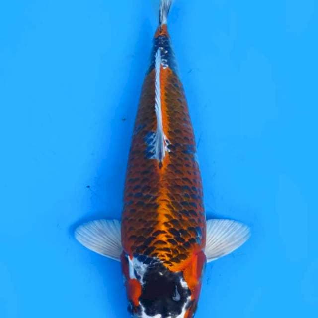 Avatar/ galaxi 35cm