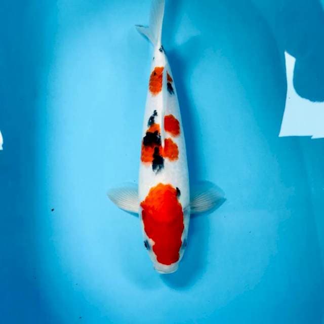 Sanke, 37 cm