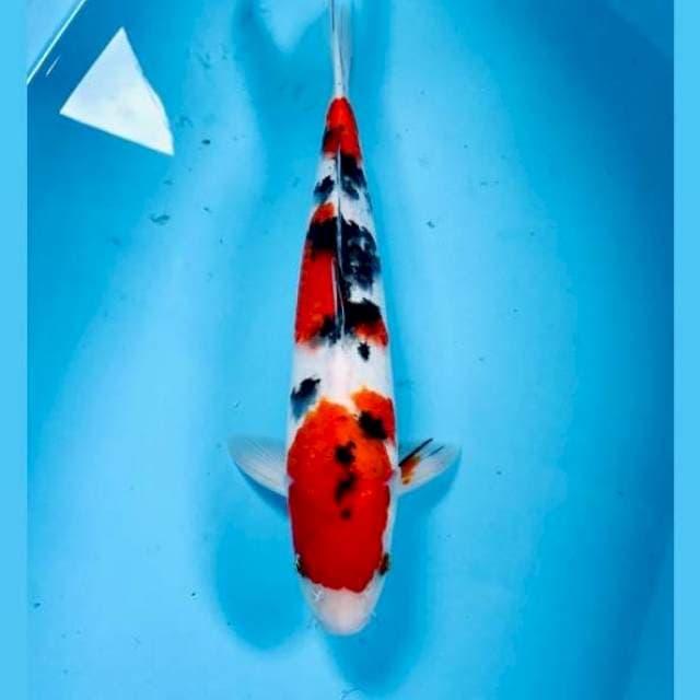 Sanke, 37 cm