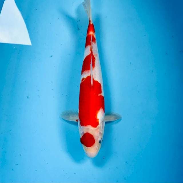 Kohaku, 32 cm