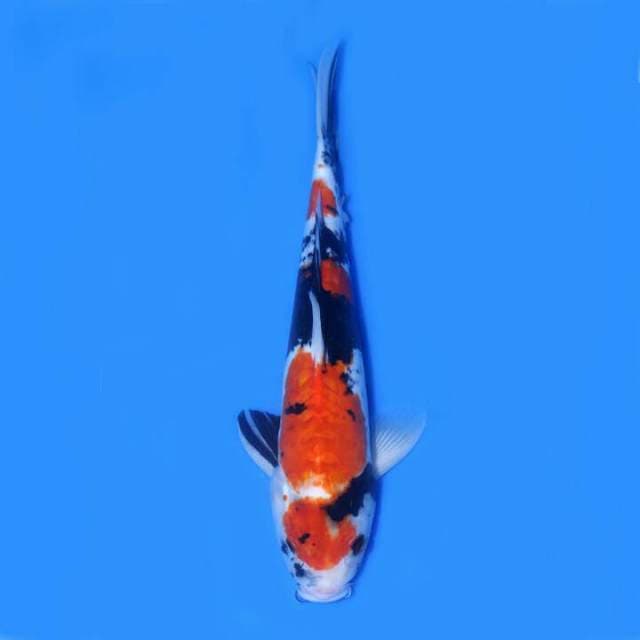 SHOWA MARUTEN DOITSU TATEGOI