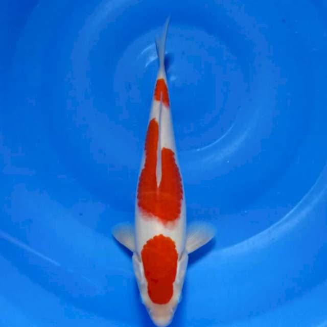 KOHAKU 27CM
