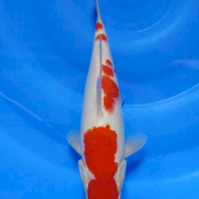Kohaku 28cm
