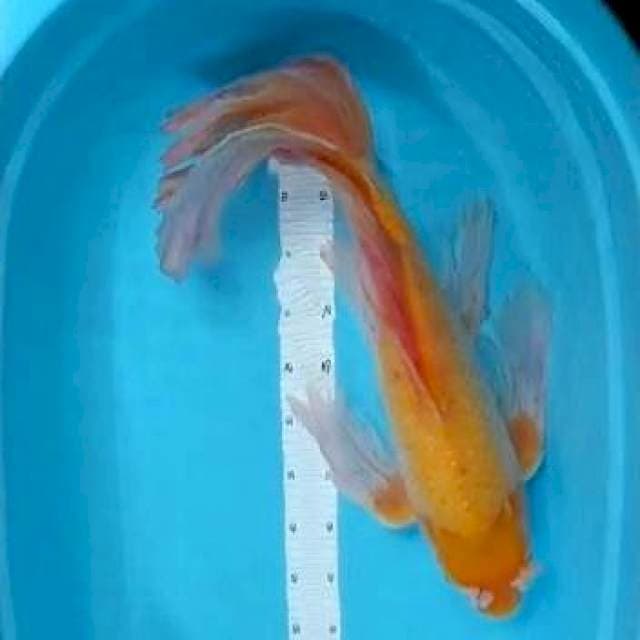 Kumpay 60 cm