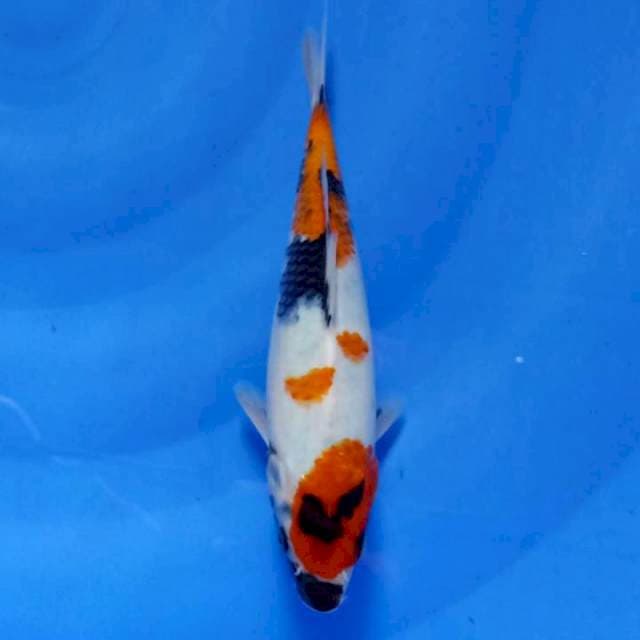 Showa 25Cm