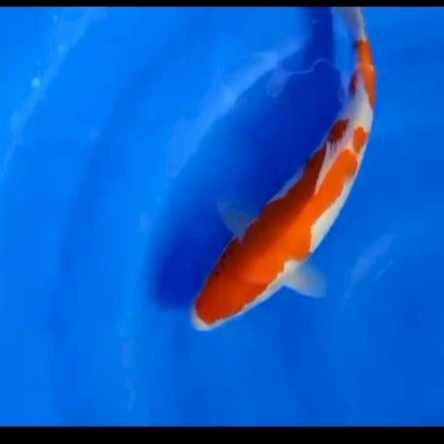 Kohaku 33Cm