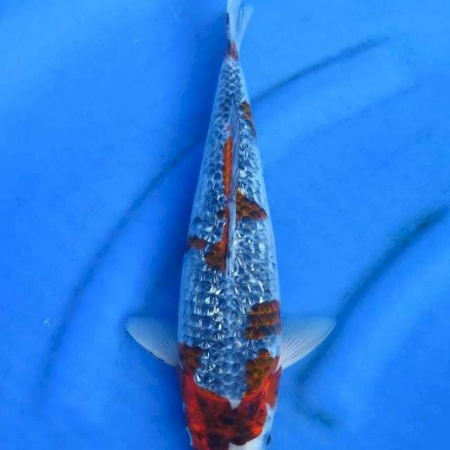 Goshiki ginrin 35cm