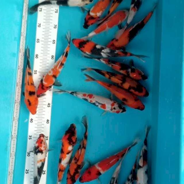 Mix ukuran 20-25 cm